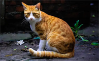 母猫发情期多久