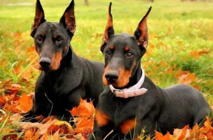 世界犬类智商排行榜