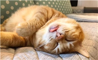 为什么主人一醒猫就过来撒娇