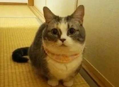 短腿猫能爬高处吗