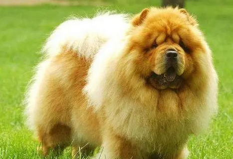 中国古代四大名犬 中国古代四大名犬