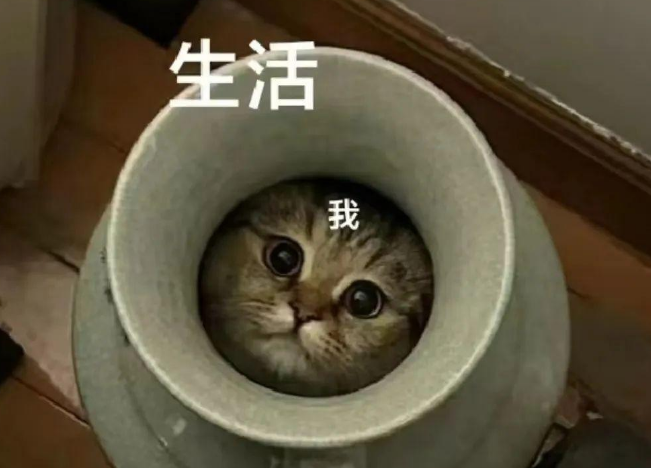 铲屎官回家后只闻猫声不见猫影,疯狂寻找后发现,被封印在花瓶中 铲屎官回家后只闻猫声不见猫影,疯狂寻找后发现,被封印在花瓶中