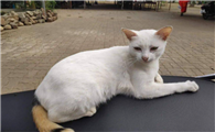 为什么有的猫自来熟