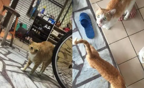 小橘猫早上7点坐门口，狂喵喊“我饿了”，姐：无法假装听不见