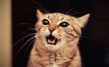 猫正常体温范围是多少