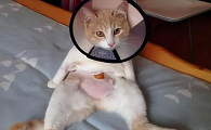 母猫需要做绝育手术吗