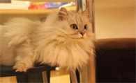 十大长毛发猫是什么品种