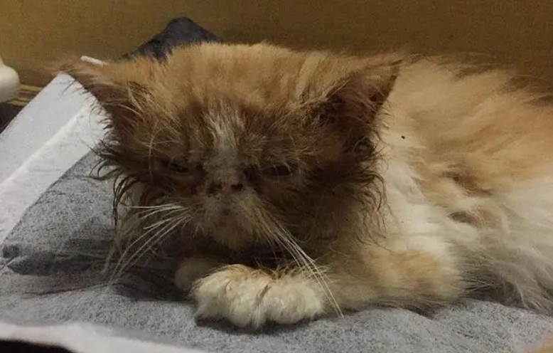 什么情况容易得猫瘟 什么情况容易得猫瘟