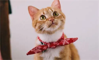 猫真的会吸走人的阳气吗