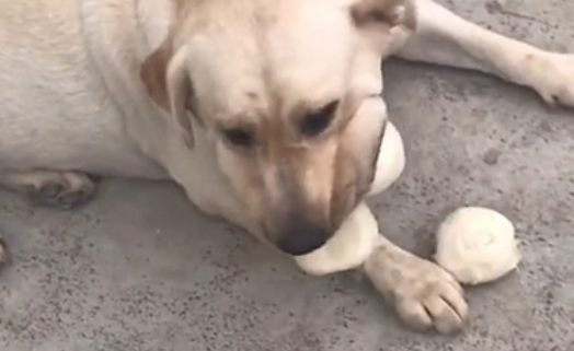 狗能吃馒头吗 狗能吃馒头吗