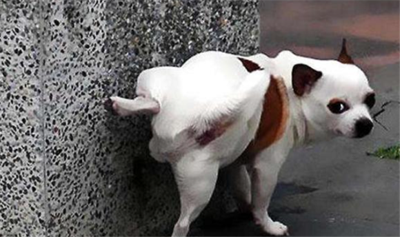 狗尿不出来尿怎么办吃什么药