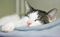 猫愿意在你怀里睡说明