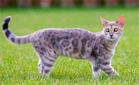 十大猫的排名榜