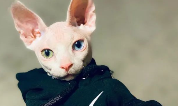 执着于想养大狗的糙汉男,竟被只异瞳无毛猫改变了想法... 执着于想养大狗的糙汉男,竟被只异瞳无毛猫改变了想法...