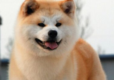 如何选购秋田犬 注意查看狗的相关证书