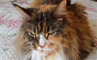 猫炸毛了代表什么