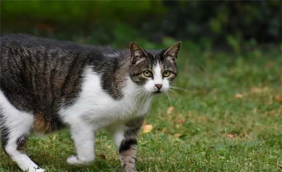 猫咪和主人“十分恩爱”的表现，你家的也这样吗？