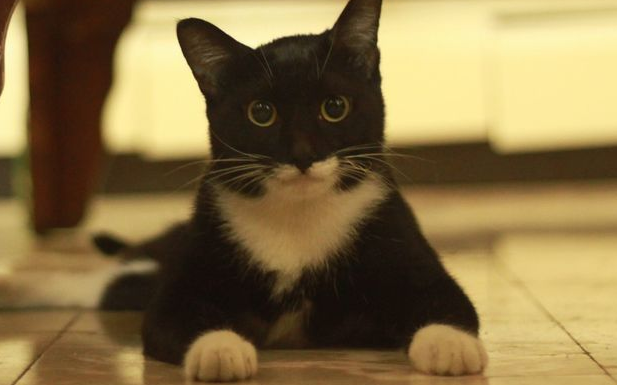 四脚和腹部是白色的猫 四脚和腹部是白色的猫