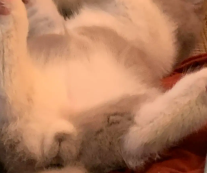 猫只有一个蛋蛋怎么回事 猫只有一个蛋蛋怎么回事