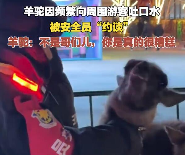 羊驼因频繁吐口水被安全员“约谈” 网友：这位羊驼可长点心吧