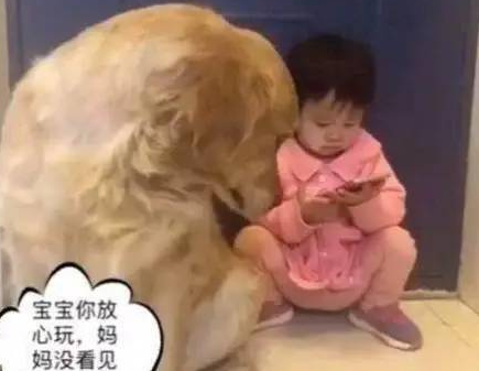 小主人偷偷摸摸玩手机让金毛把风,结果被发现后金毛这反应亮了 小主人偷偷摸摸玩手机让金毛把风,结果被发现后金毛这反应亮了