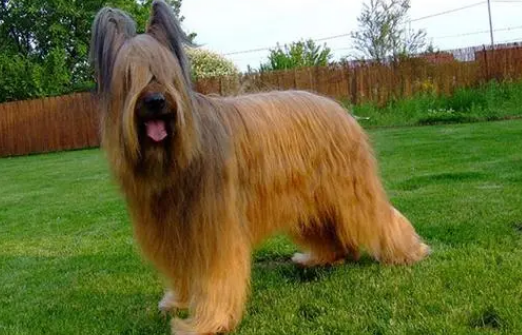 伯瑞犬有什么缺点 不容易与别的犬相处 伯瑞犬有什么缺点 不容易与别的犬相处