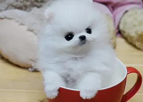 袖珍狗有哪些品种