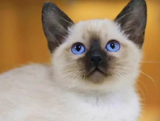 三种可以遛的猫 三种可以遛的猫