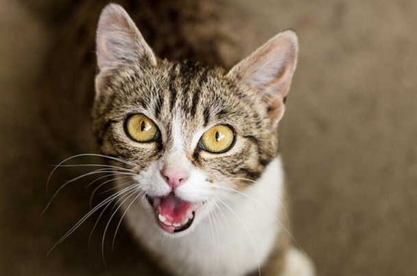 母猫唤小猫叫声播放