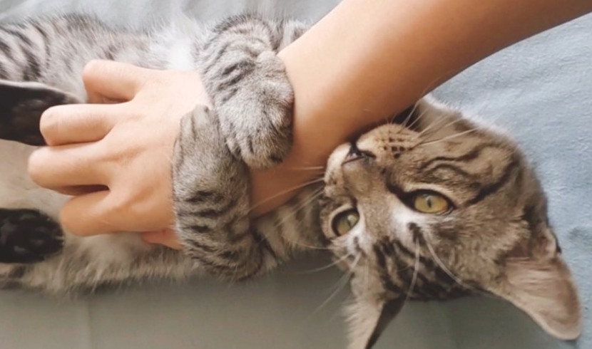小猫总让人给挠痒痒 小猫总让人给挠痒痒