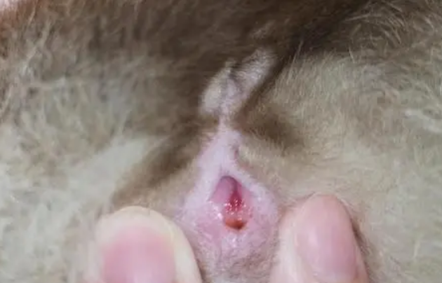 母猫尿道口发红