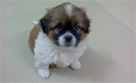 绣球幼犬价格多少钱一只