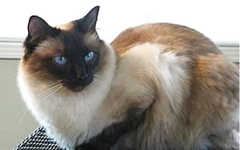 巴厘猫为什么不能养 巴厘猫为什么不能养