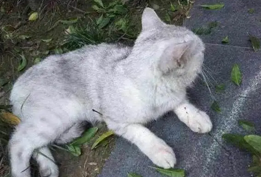 猫坠楼是不是挡灾