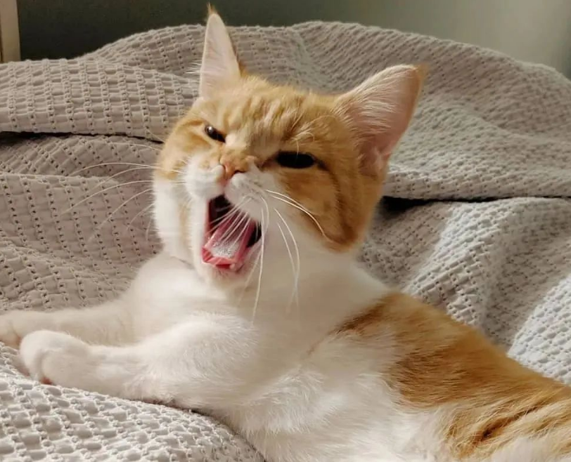 猫张嘴叫但没有声音是撒娇吗