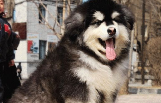 阿拉斯加雪橇犬狼嚎扰民遭投诉,主人头痛不已 阿拉斯加雪橇犬狼嚎扰民遭投诉,主人头痛不已