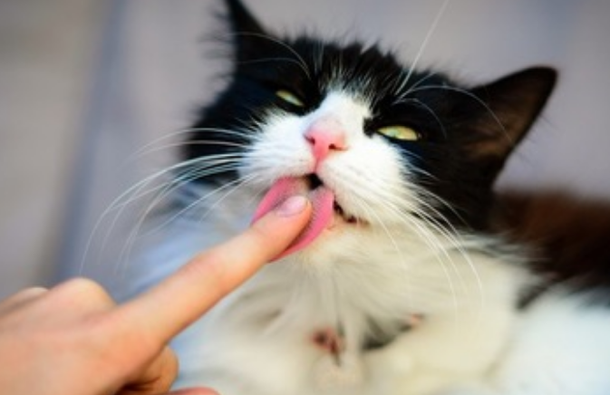 手一伸过去猫咪就舔 手一伸过去猫咪就舔