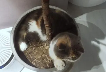 猫总是刨花盆里的土怎么办