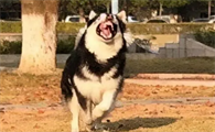 三个犬念什么字