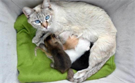 母猫生完孩子多久可以绝育