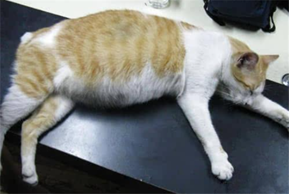 小猫肚子很圆还一直吃