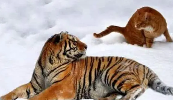 为什么老虎怕猫