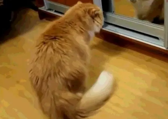 玩太嗨也不好，当狗狗把猫咪推下马桶那一刻，就知道自己完蛋了 