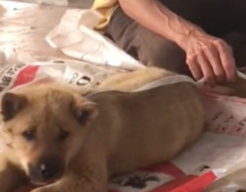 大叔为了生活所迫,不得不将两只田园犬摆摊售卖 大叔为了生活所迫,不得不将两只田园犬摆摊售卖