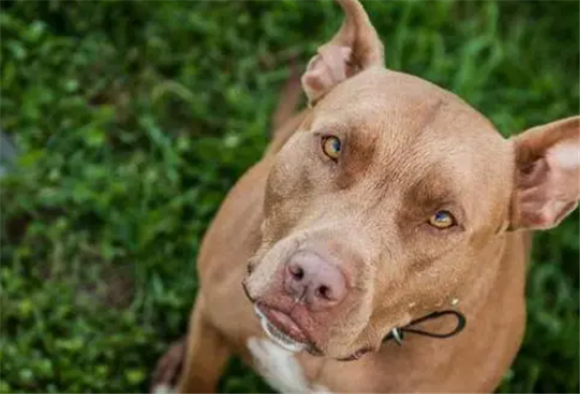 猎犬能当宠物养吗
