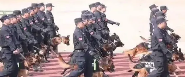 众警犬正在训练,唯有一只画风奇葩 众警犬正在训练,唯有一只画风奇葩