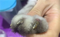 猫趾间炎用什么药
