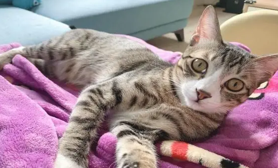 为什么你一醒猫就知道