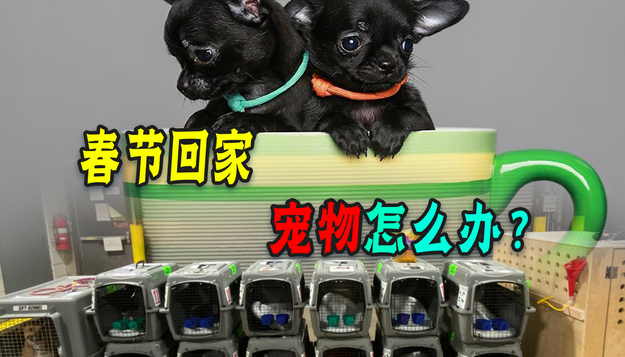 铲屎官回家过年，宠物托运麻烦托养不靠谱！怎么才能保证它安全？
