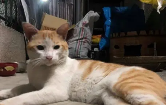 每天一开门,3只流浪猫就进客厅翻肚子求摸,网友:赶快收编吧 每天一开门,3只流浪猫就进客厅翻肚子求摸,网友:赶快收编吧